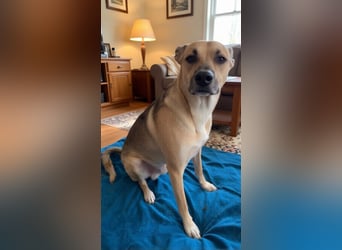 Monki - der sensible Hund mit großem Herz sucht sein sicheres Zuhause