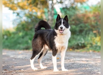 Aktiv und gutmütig wer schenkt Franklin ein Leben für immer