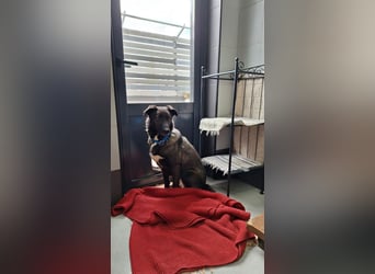 Wunderschöne Jasmine mochte geliebt werden