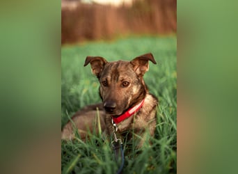 Hübscher Mickey braucht liebe