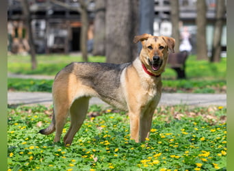 Tuchka — die sanfte Seele mit stolzem Auftreten sucht Ihr Zuhause!
