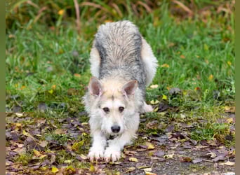 Freundliche Belka sucht liebevolle Familie