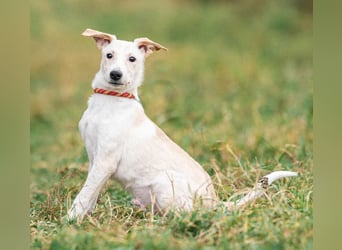 Zuckersüßer Cream sucht warmes Körbchen