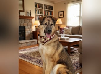 Wundervolle Lapa sucht ihre treuen Menschen