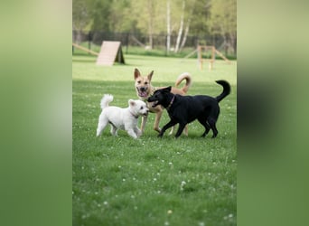 Archie möchte das Leben leben