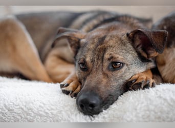 Hübscher Mickey braucht liebe