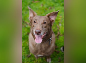 Hündin Archie sucht ein Zuhause