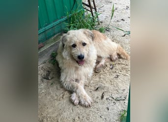 Wer gibt Algerien nochmal eine chance ?!