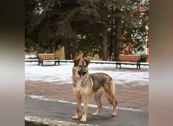 Wundervolle Lapa sucht ihre treuen Menschen
