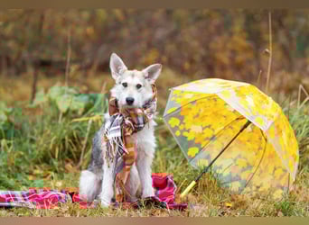 Freundliche Belka sucht liebevolle Familie