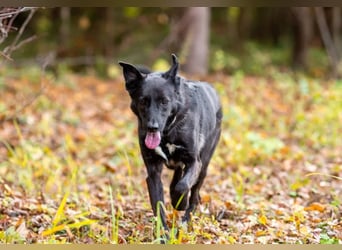 Wunderschöne Jasmine mochte geliebt werden