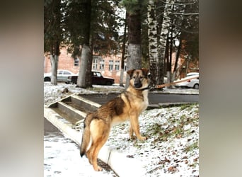 Wundervolle Lapa sucht ihre treuen Menschen