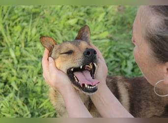 Jim sucht sein zu hause für immer