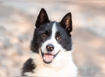 Aktiv und gutmütig wer schenkt Franklin ein Leben für immer