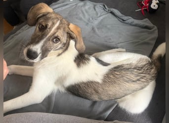 Wer will Harvi die Welt zeigen?!