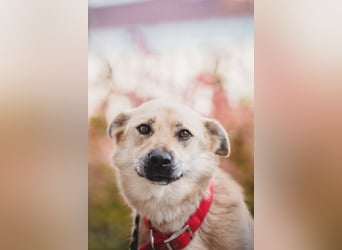 Skye treue seele sucht ....