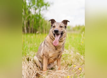 Hübscher Mickey braucht liebe