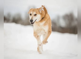 Ulan, weiches Herz wartet auf einen tollen Besitzer