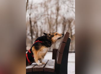 Elis ist schüchtern aber sie hat so viel Liebe zu geben....