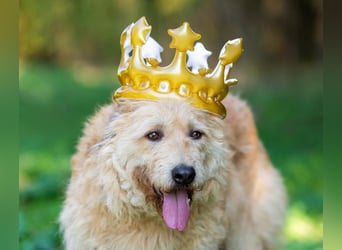 Wer gibt Algerien nochmal eine chance ?!