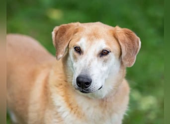 Ulan, weiches Herz wartet auf einen tollen Besitzer