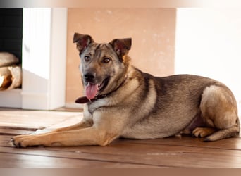 Hübscher Mickey braucht liebe