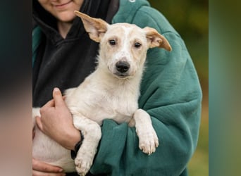 Zuckersüßer Cream sucht warmes Körbchen