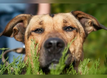 Freundlicher und anhänglicher Grisha sucht Familie