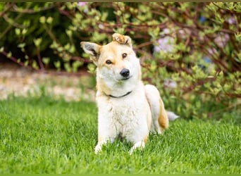 Menschenbezogene Dolly sucht ihre Menschen