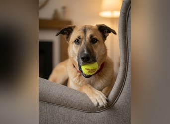 Sanftmütiger Bruno