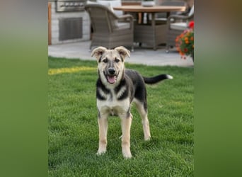 Junger Chernysh möchte die Welt Erkunden