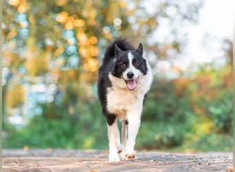 Aktiv und gutmütig wer schenkt Franklin ein Leben für immer