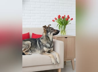 Liebevolle Olivka sucht ihren platz