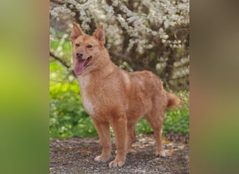 Wunderschöne Vesta sucht ihren platz