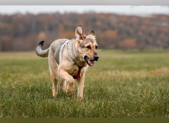 Tuchka — die sanfte Seele mit stolzem Auftreten sucht Ihr Zuhause!