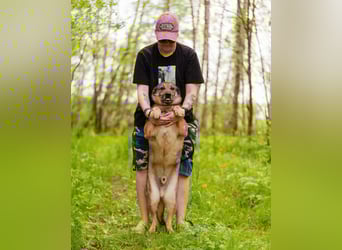 Hübscher Mickey braucht liebe