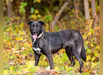 Wunderschöne Jasmine mochte geliebt werden