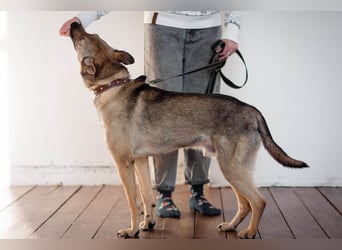 Hübscher Mickey braucht liebe