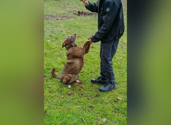 Hündin Archie sucht ein Zuhause