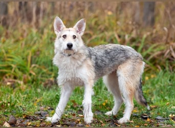 Freundliche Belka sucht liebevolle Familie