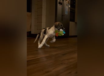 Wer will Harvi die Welt zeigen?!