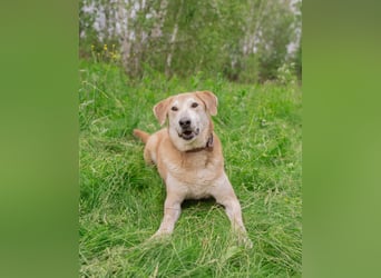 Ulan, weiches Herz wartet auf einen tollen Besitzer