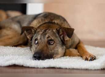 Hübscher Mickey braucht liebe