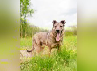 Hübscher Mickey braucht liebe