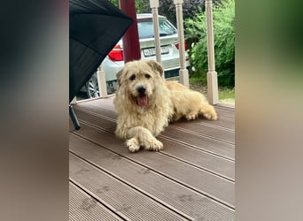 Wer gibt Algerien nochmal eine chance ?!