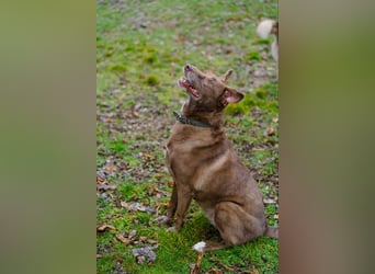 Hündin Archie sucht ein Zuhause