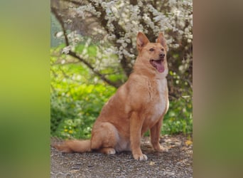 Wunderschöne Vesta sucht ihren platz