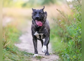 Menschenbezogener Chicago will geliebt werden