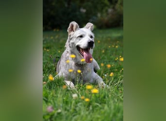 Wunderbare Hilda sucht Trauzuhause