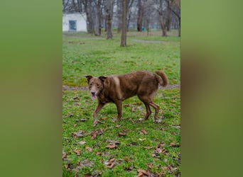 Hündin Archie sucht ein Zuhause